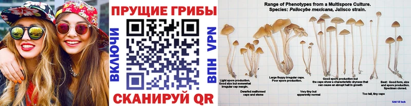 mega сайт  Балахна  Псилоцибиновые грибы GOLDEN TEACHER 
